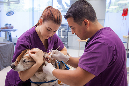 Stanbridge College Veterinary Technology Program Hosts Low-Cost Vaccine Clinic  