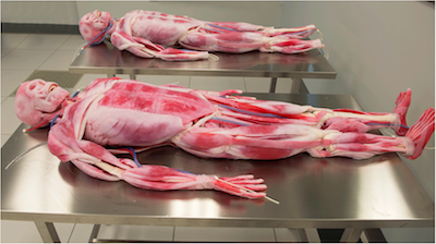 First Synthetic Human Cadaver Lab on US West Coast Opens at Stanbridge College  