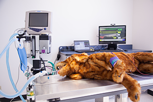 World’s First High-Fidelity Canine Patient Training Simulator Built By Cornell Professor at Stanbridge College  