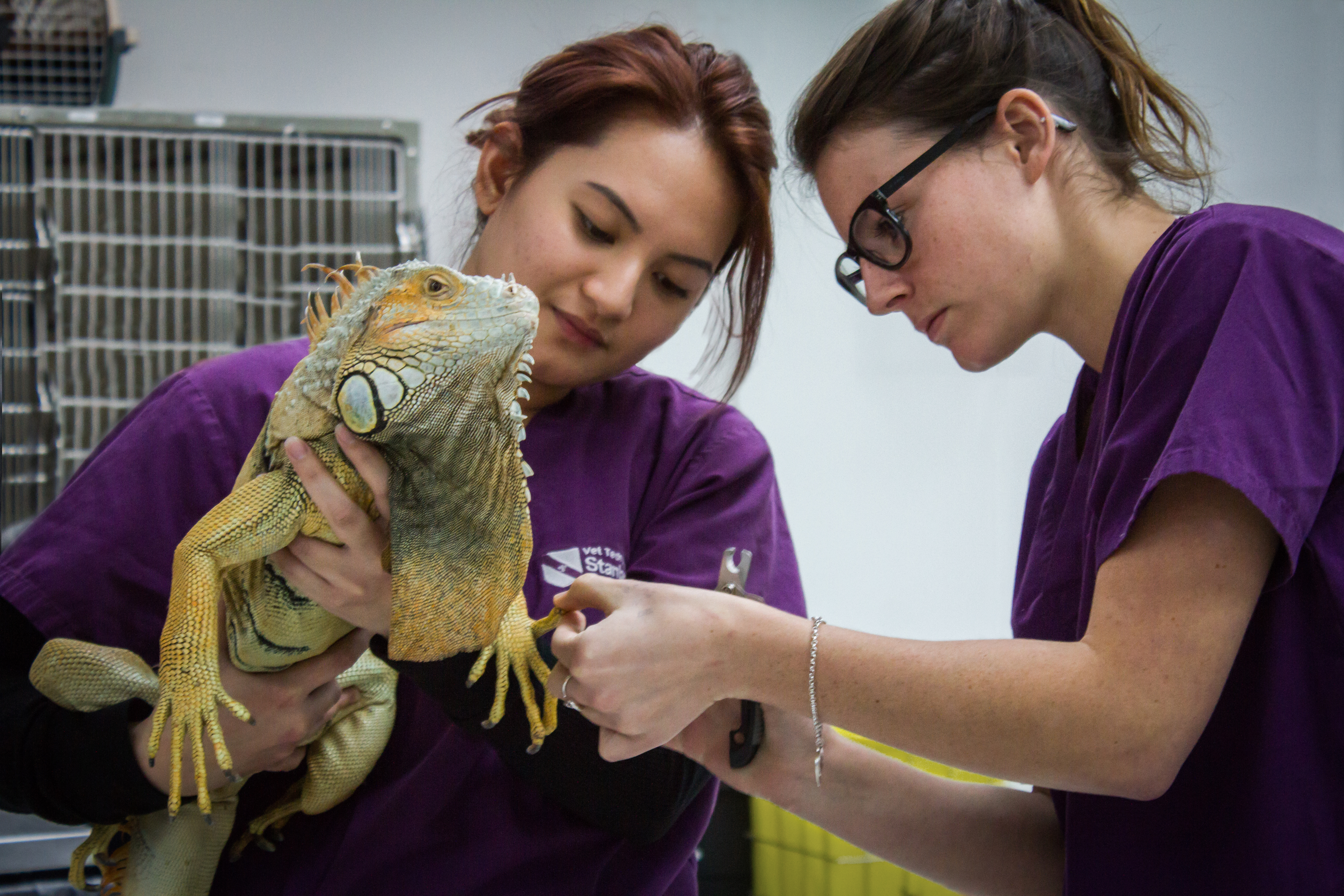 What does a Veterinary Technician do?  