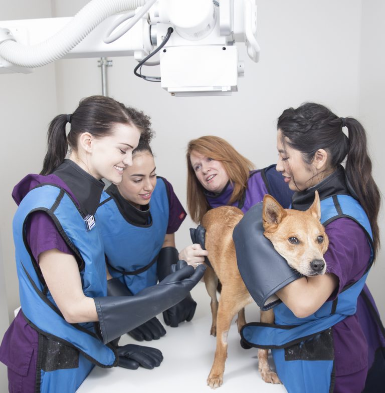 vet tech duties. vet tech zoo salary Archives - Stanbridge College - Blog