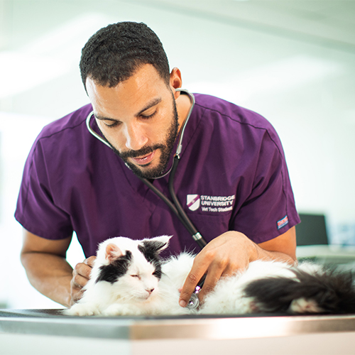 Vet Tech Schools Southern California: Find Your Fit at Stanbridge University  