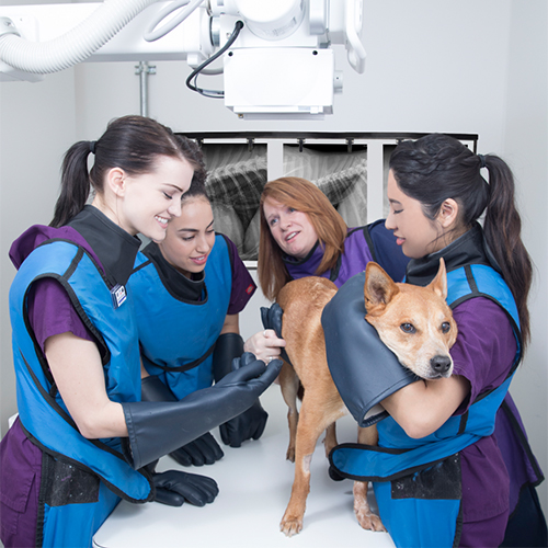 Vet Tech Schools Southern California: Find Your Fit at Stanbridge University