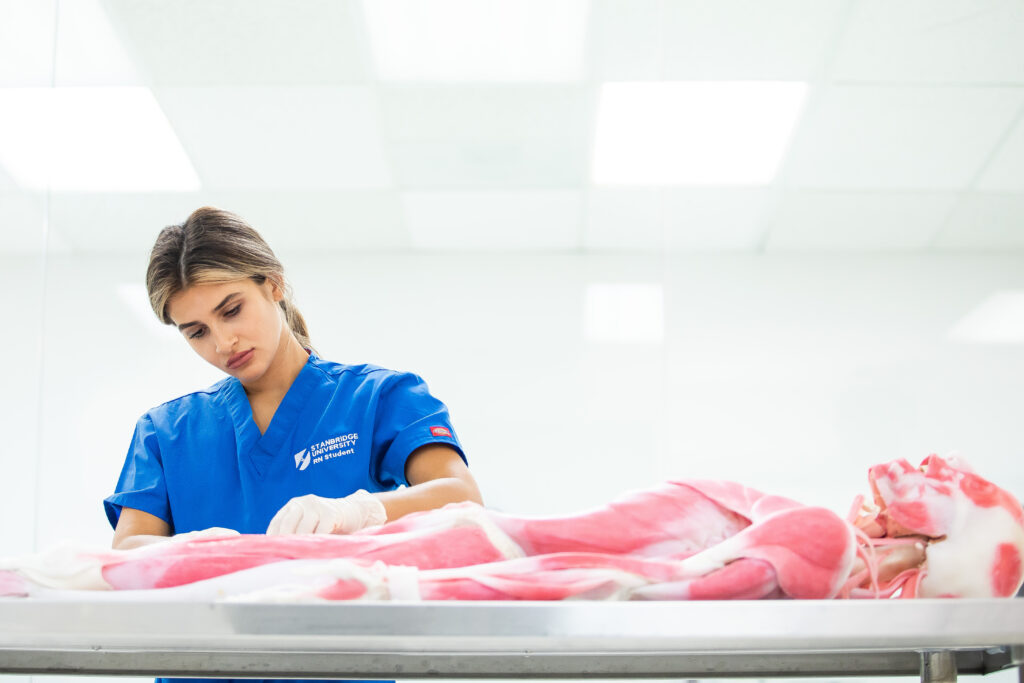 What BSN Students Learn in Their First Year at Stanbridge University What BSN Students Learn in Their First Year at Stanbridge University