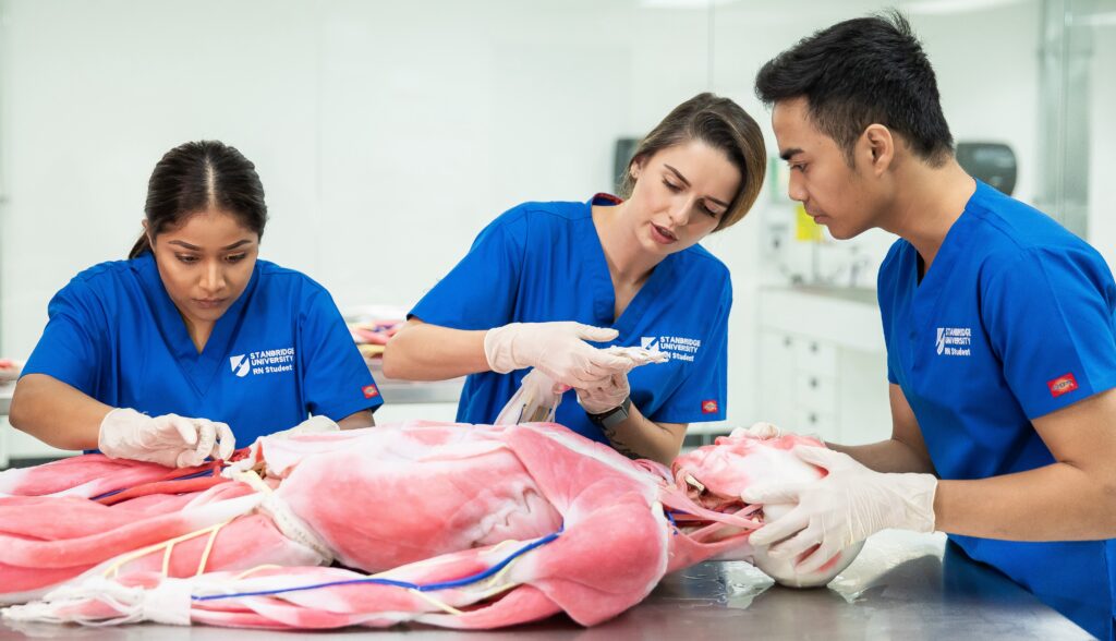 3 Tips for Balancing Life With a Full-Time BSN Program at Stanbridge University  