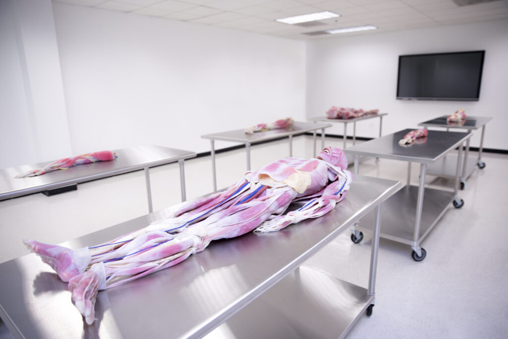 What Is a Synthetic Cadaver Lab? What Is a Synthetic Cadaver Lab?