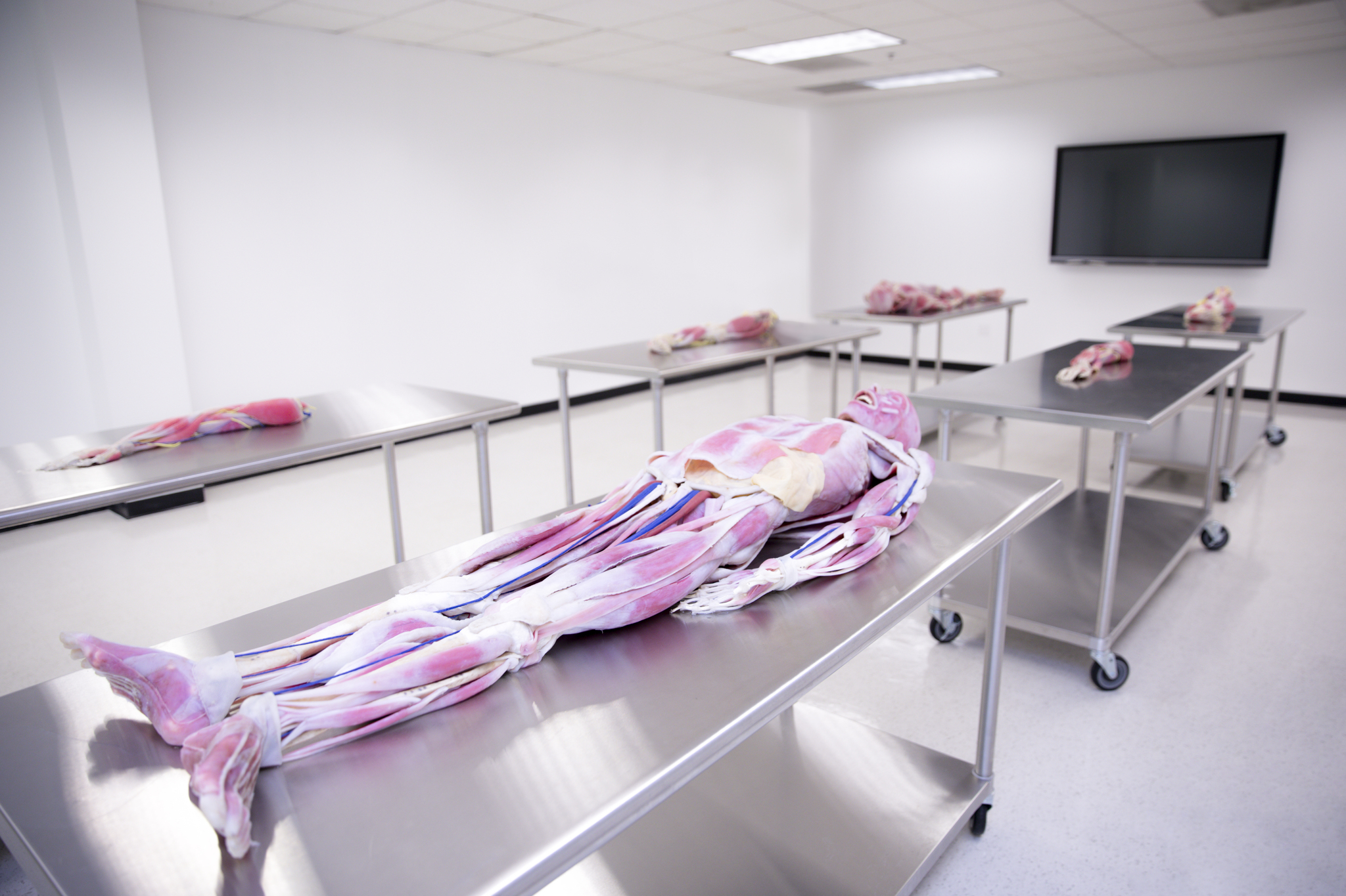 What Is a Synthetic Cadaver Lab?  