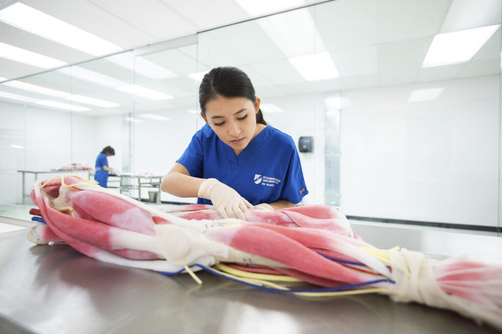 What Is a Synthetic Cadaver Lab? What Is a Synthetic Cadaver Lab?